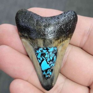 Fossil Inlayed Polished Megalodon Shark Tooth - INLAYED10