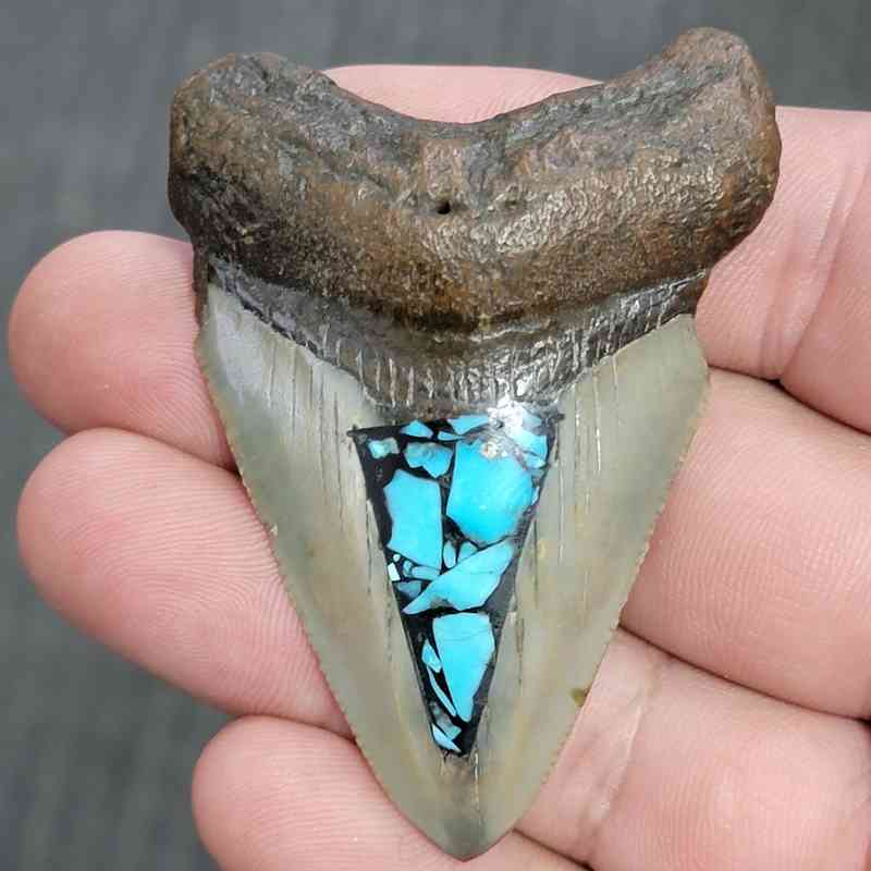 Fossil Inlayed Polished Megalodon Shark Tooth - INLAYED14