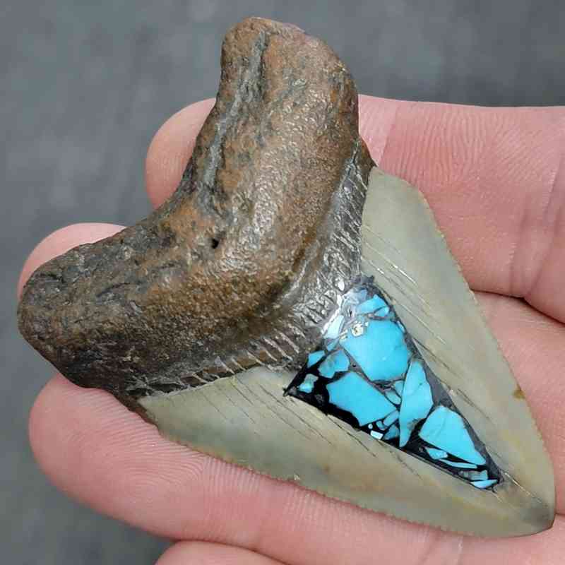 Fossil Inlayed Polished Megalodon Shark Tooth - INLAYED14 - Image 2
