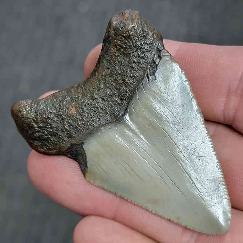Fossil Inlayed Polished Megalodon Shark Tooth - INLAYED14 - Image 3