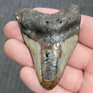 Fossil Inlayed Polished Megalodon Shark Tooth - INLAYED16