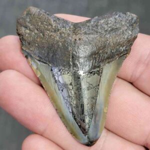 Fossil Inlayed Polished Megalodon Shark Tooth - INLAYED17