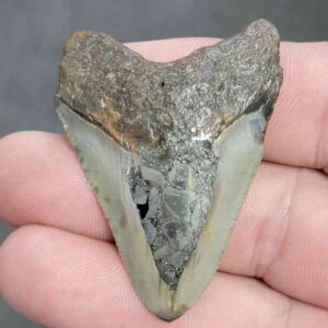 Fossil Inlayed Polished Megalodon Shark Tooth - INLAYED18