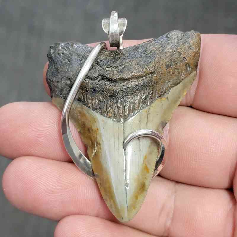 Fossil .925 Sterling Silver Hook Wrapped Megalodon Shark Tooth Necklace Pendant - #10