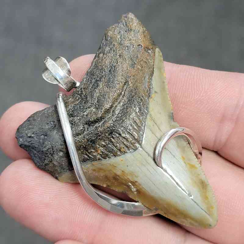 Fossil .925 Sterling Silver Hook Wrapped Megalodon Shark Tooth Necklace Pendant - #10 - Image 2