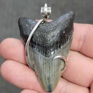Fossil .925 Sterling Silver Hook Wrapped Megalodon Shark Tooth Necklace/Pendant - #13