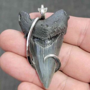 Fossil .925 Sterling Silver Hook Wrapped Megalodon Shark Tooth Pendant - #24