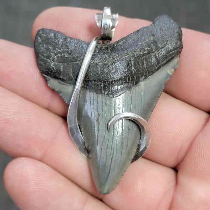 Fossil .925 Sterling Silver Hook Wrapped Megalodon Shark Tooth Necklace/Pendant - #4