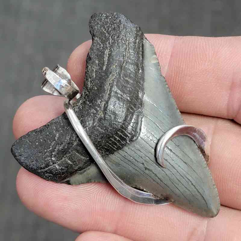 Fossil .925 Sterling Silver Hook Wrapped Megalodon Shark Tooth Necklace/Pendant - #4 - Image 2