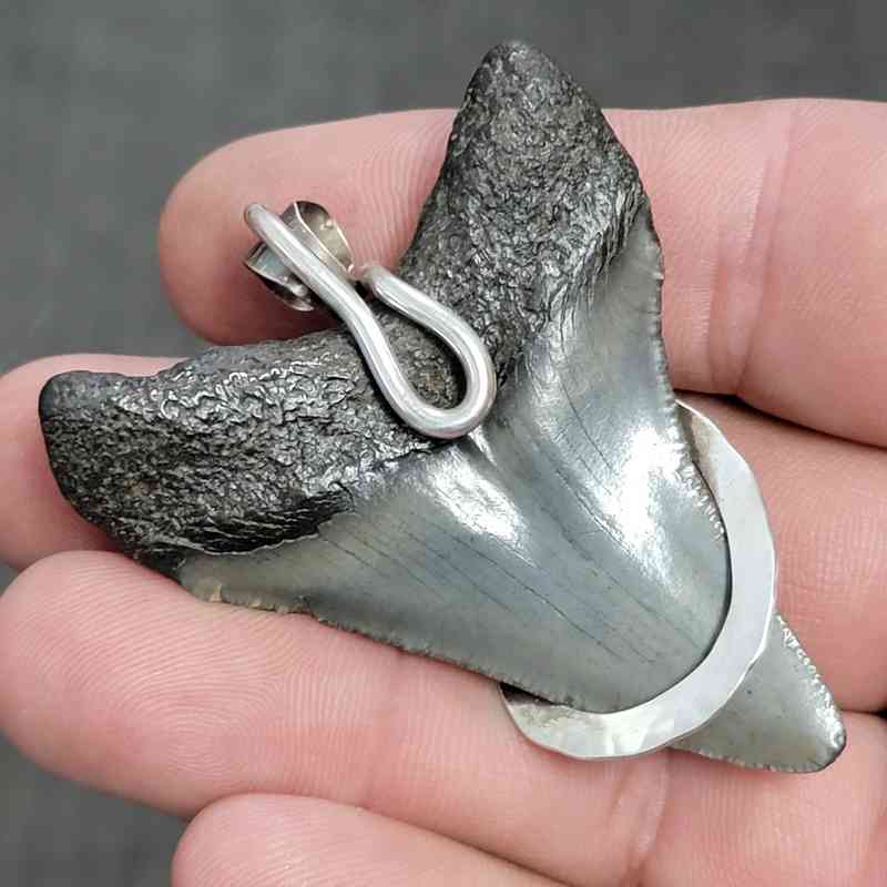 Fossil .925 Sterling Silver Hook Wrapped Megalodon Shark Tooth Necklace/Pendant - #4 - Image 3