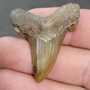 Fossil Auriculatus Shark Tooth - RIC10