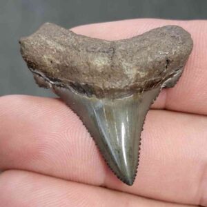 Fossil Auriculatus Shark Tooth - RIC12