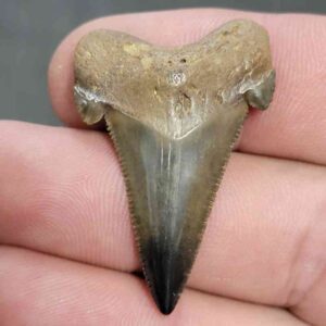 Fossil Auriculatus Shark Tooth - RIC16
