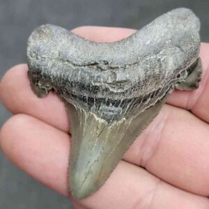 Fossil Auriculatus Shark Tooth - RIC17