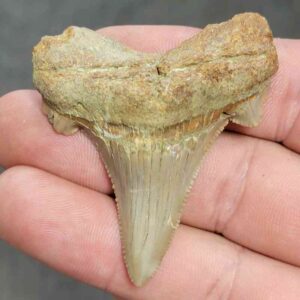 Fossil Auriculatus Shark Tooth - RIC18