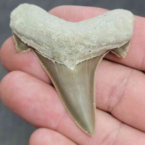 Fossil Auriculatus Shark Tooth - RIC25