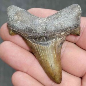 Fossil Auriculatus Shark Tooth - RIC30