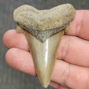 Fossil Auriculatus Shark Tooth - Flint5