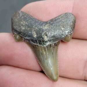 Fossil Auriculatus Shark Tooth - RIC4