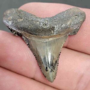 Fossil Auriculatus Shark Tooth - RIC7