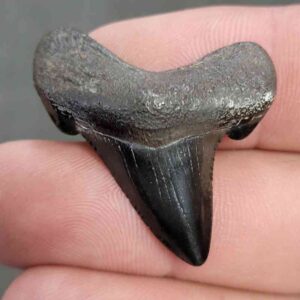 Fossil Auriculatus Shark Tooth - RIC8