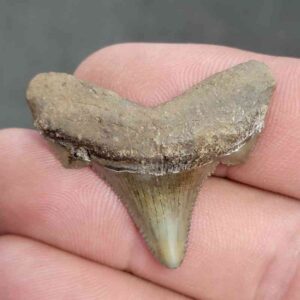 Fossil Auriculatus Shark Tooth - RIC9