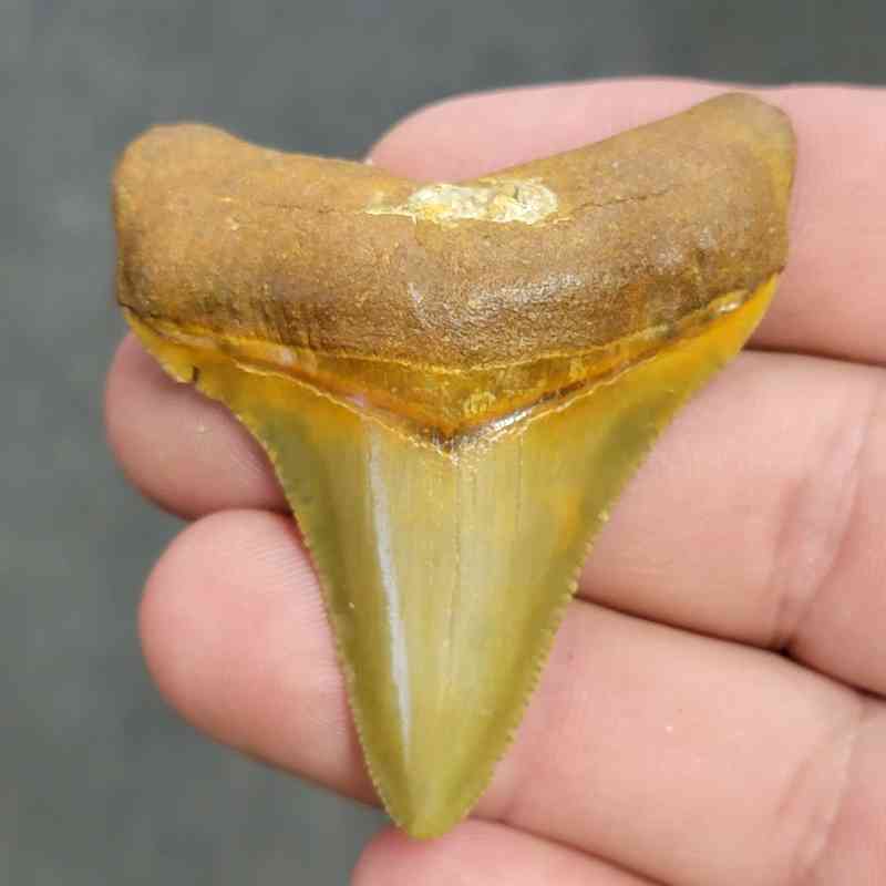 Fossil Collector Grade Megalodon Shark Tooth - STCOL-1