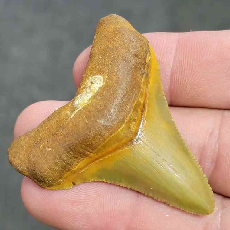 Fossil Collector Grade Megalodon Shark Tooth - STCOL-1 - Image 2