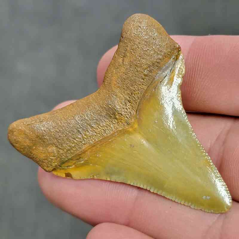 Fossil Collector Grade Megalodon Shark Tooth - STCOL-1 - Image 3