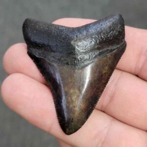 Fossil Collector Grade Megalodon Shark Tooth - STCOL-2