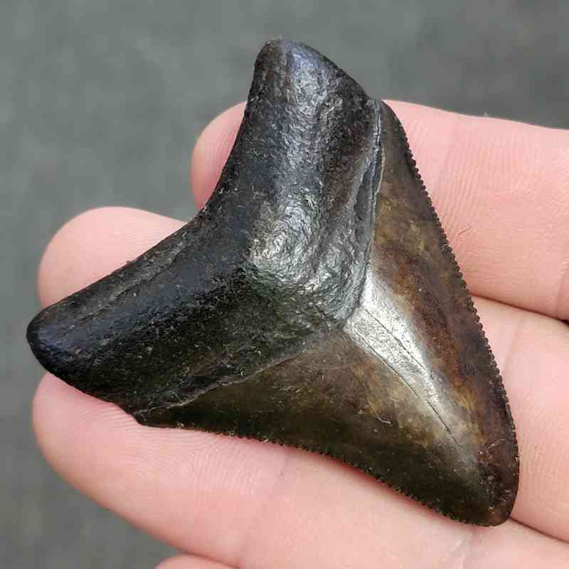 Fossil Collector Grade Megalodon Shark Tooth - STCOL-2 - Image 2