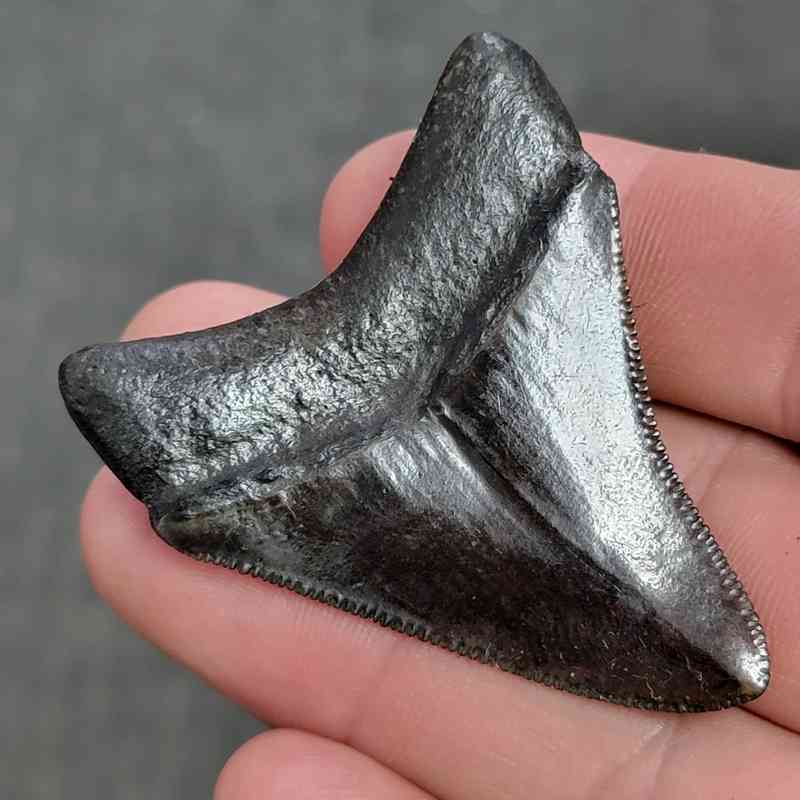 Fossil Collector Grade Megalodon Shark Tooth - STCOL-2 - Image 3