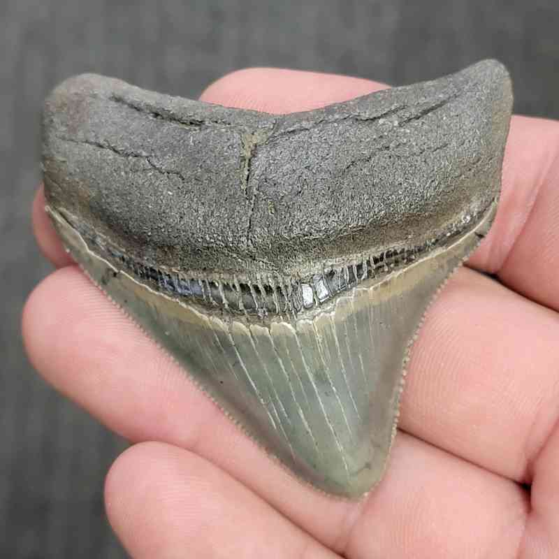 Fossil Collector Grade Megalodon Shark Tooth - STCOL-3