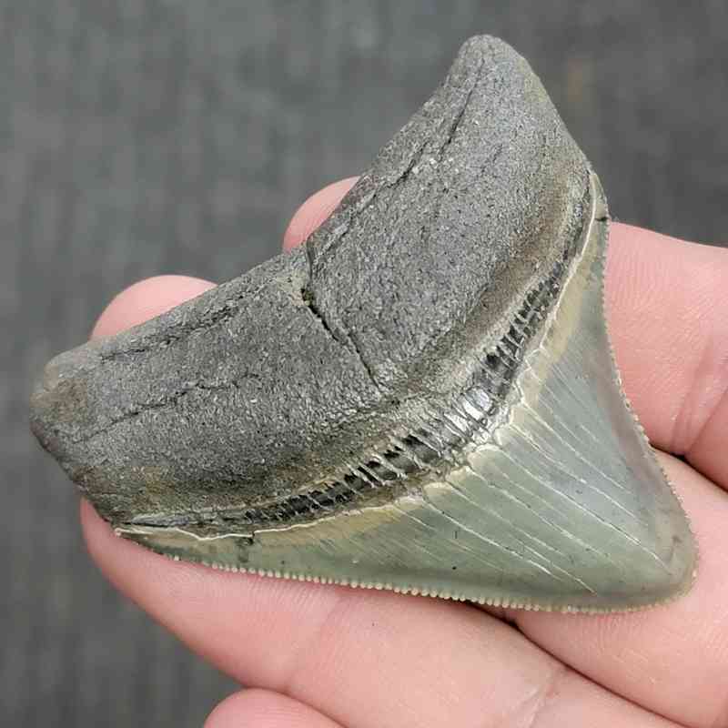 Fossil Collector Grade Megalodon Shark Tooth - STCOL-3 - Image 2
