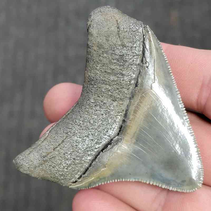 Fossil Collector Grade Megalodon Shark Tooth - STCOL-3 - Image 3