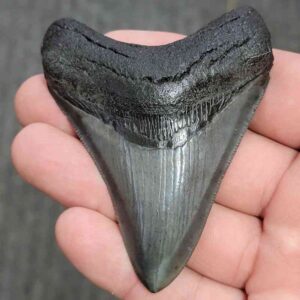 Fossil Collector Grade Megalodon Shark Tooth - STCOL-7