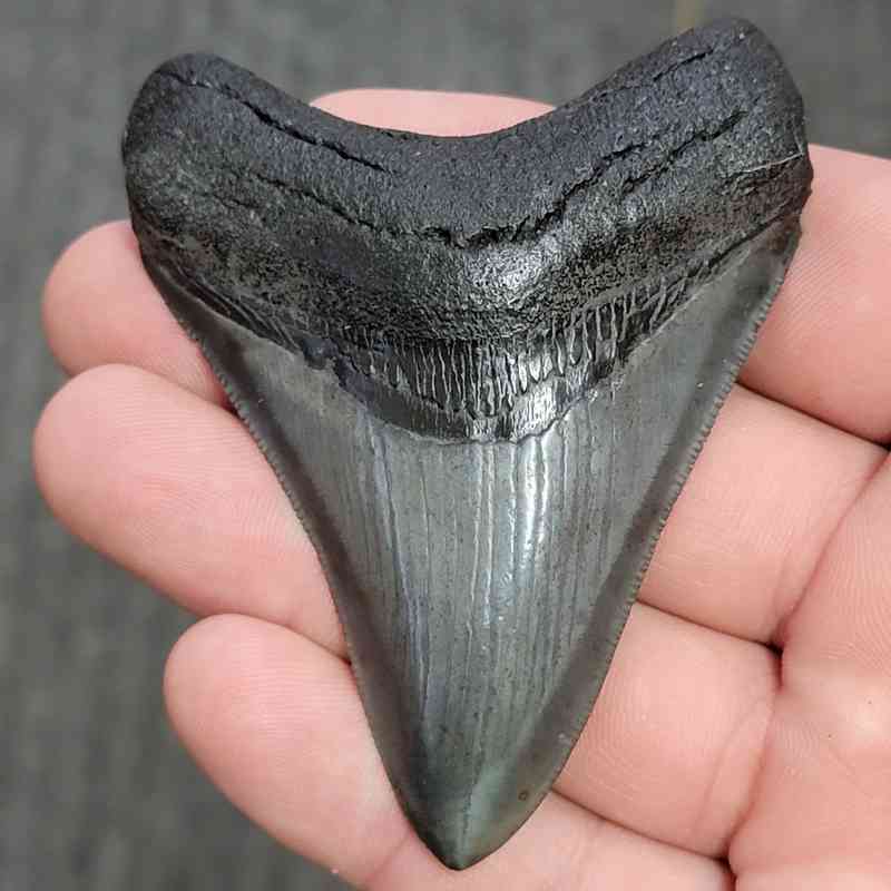 Fossil Collector Grade Megalodon Shark Tooth - STCOL-7