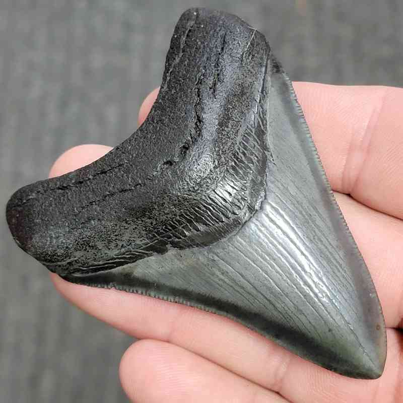 Fossil Collector Grade Megalodon Shark Tooth - STCOL-7 - Image 2