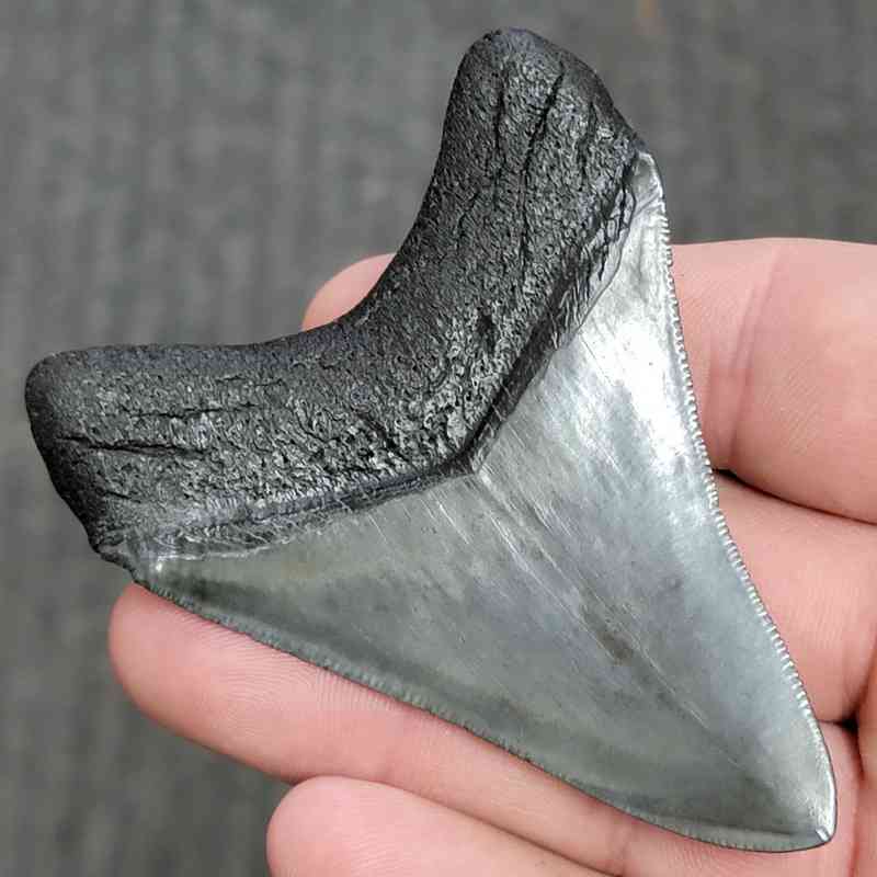 Fossil Collector Grade Megalodon Shark Tooth - STCOL-7 - Image 3