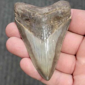 Fossil Collector Grade Megalodon Shark Tooth - STCOL-9