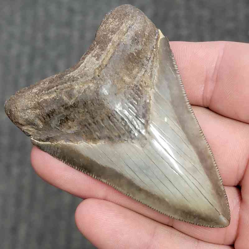 Fossil Collector Grade Megalodon Shark Tooth - STCOL-9 - Image 2