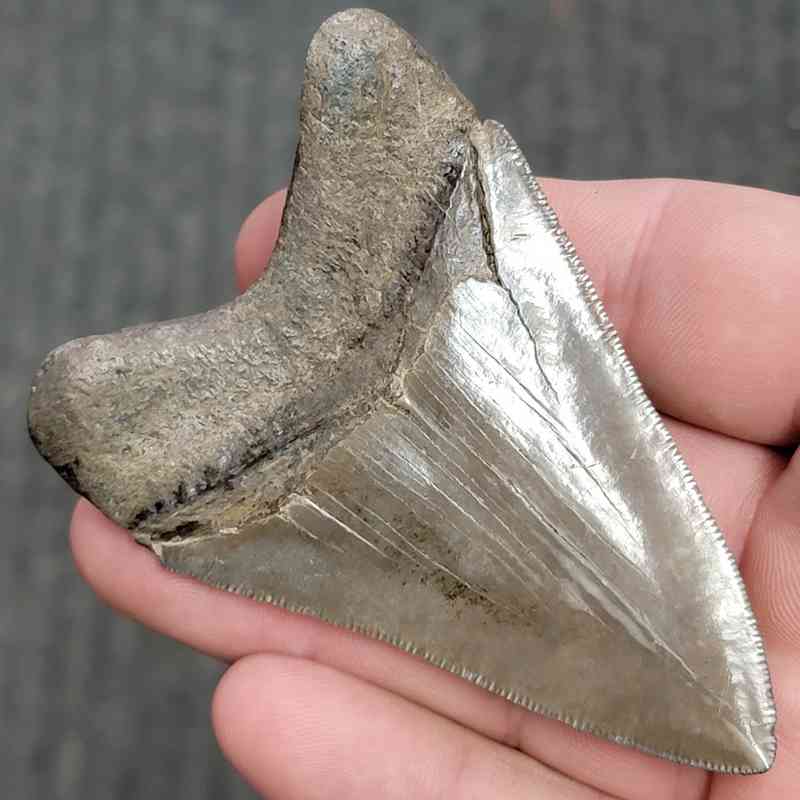 Fossil Collector Grade Megalodon Shark Tooth - STCOL-9 - Image 3