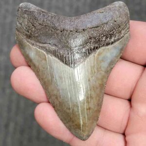 Fossil Collector Grade Megalodon Shark Tooth - stcol-13