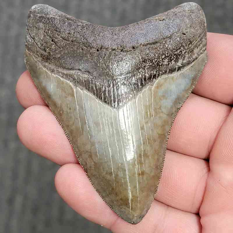 Fossil Collector Grade Megalodon Shark Tooth - stcol-13