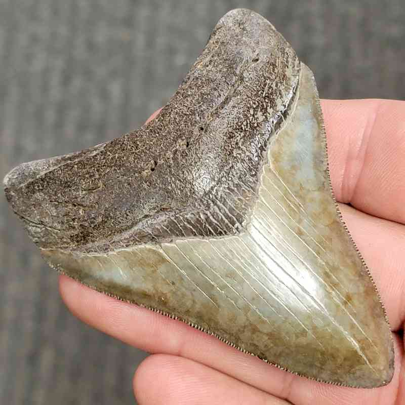 Fossil Collector Grade Megalodon Shark Tooth - stcol-13 - Image 2