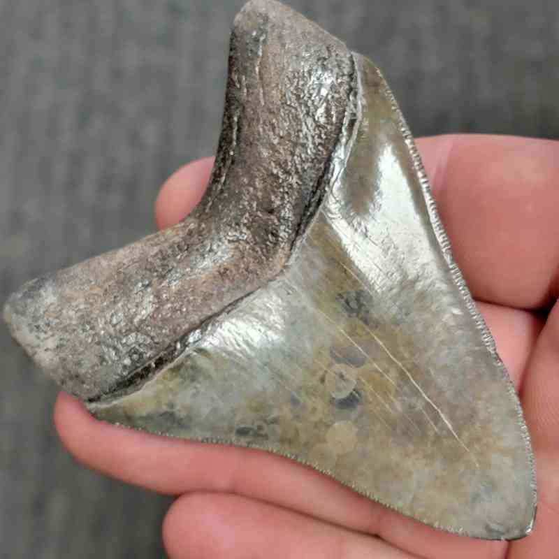 Fossil Collector Grade Megalodon Shark Tooth - stcol-13 - Image 3