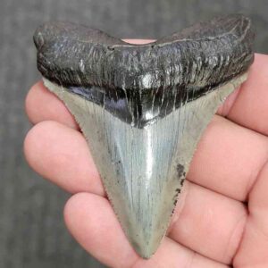 Fossil Collector Grade Megalodon Shark Tooth - stcol-15