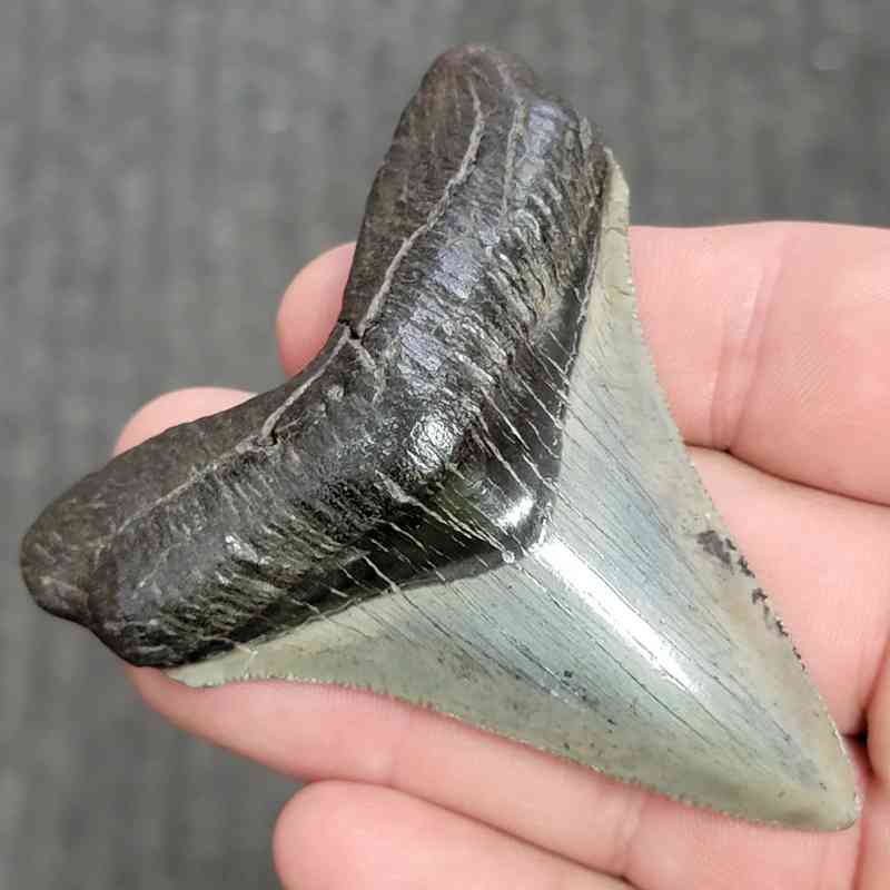Fossil Collector Grade Megalodon Shark Tooth - stcol-15 - Image 2