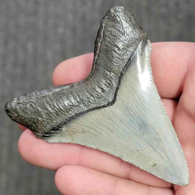 Fossil Collector Grade Megalodon Shark Tooth - stcol-15 - Image 3