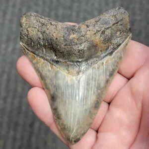 Fossil Collector Grade Megalodon Shark Tooth - stcol-18